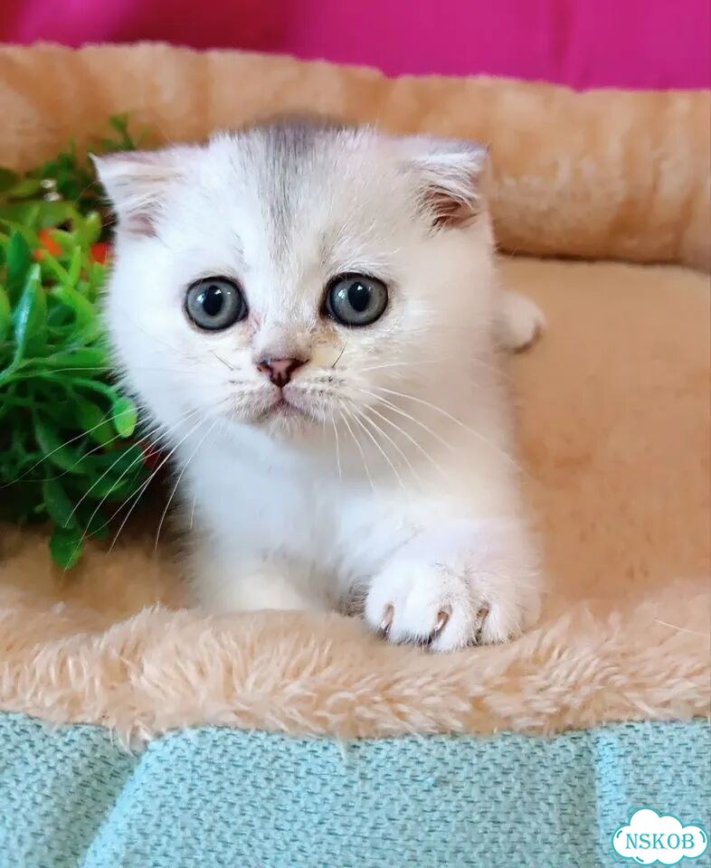 Шотландский вислоухий короткошёрстный котёнок фото 3