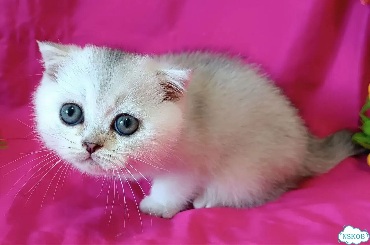 Шотландский вислоухий короткошёрстный котёнок фото 4