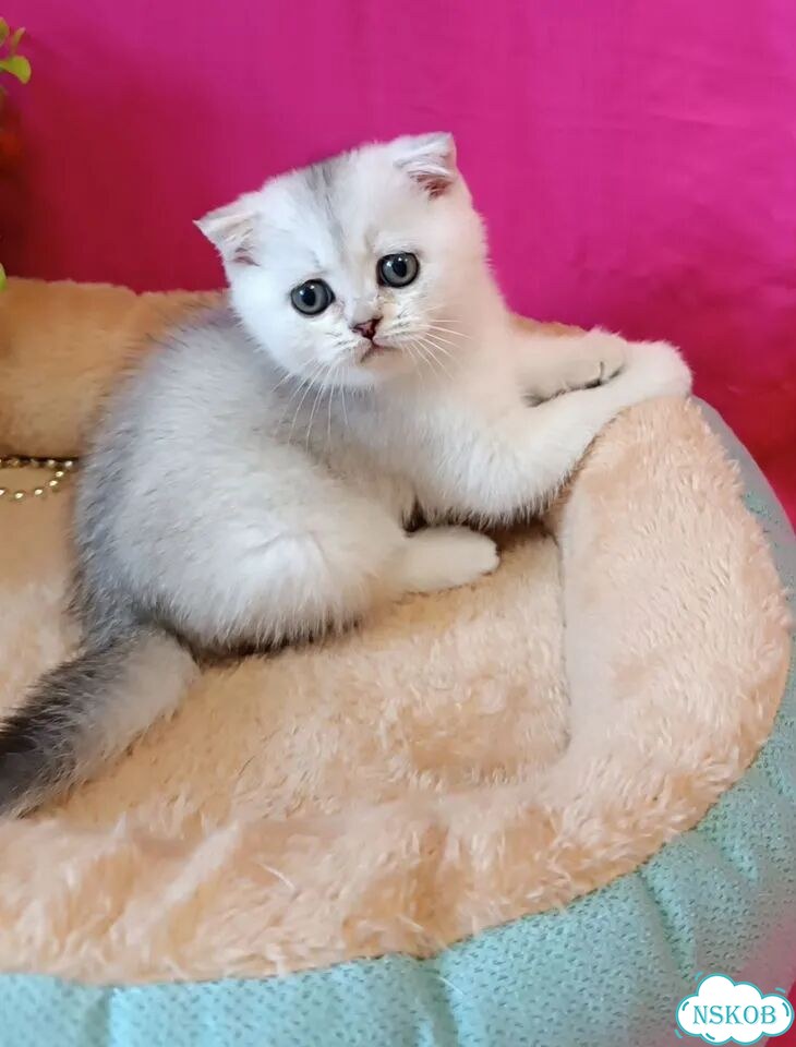Шотландский вислоухий короткошёрстный котёнок фото 5