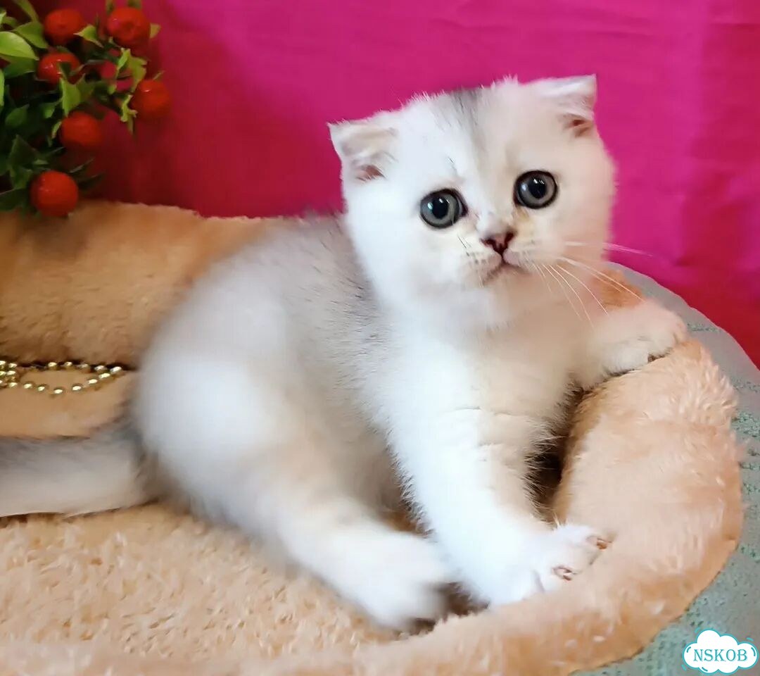 Шотландский вислоухий короткошёрстный котёнок фото 6