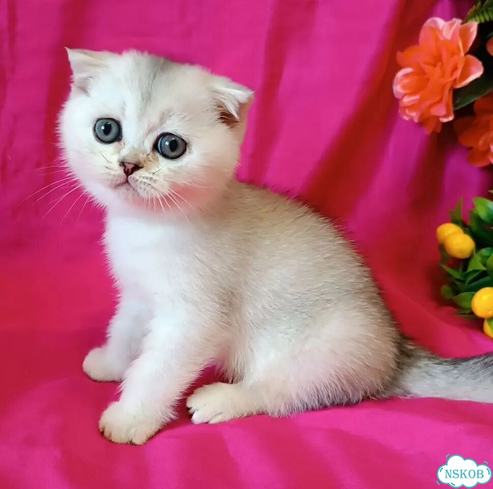 Шотландский вислоухий короткошёрстный котёнок фото 7