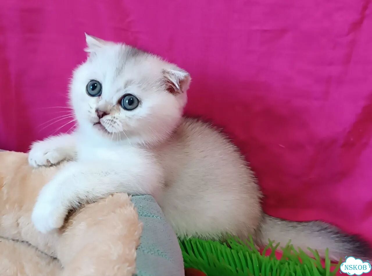 Шотландский вислоухий короткошёрстный котёнок фото 8