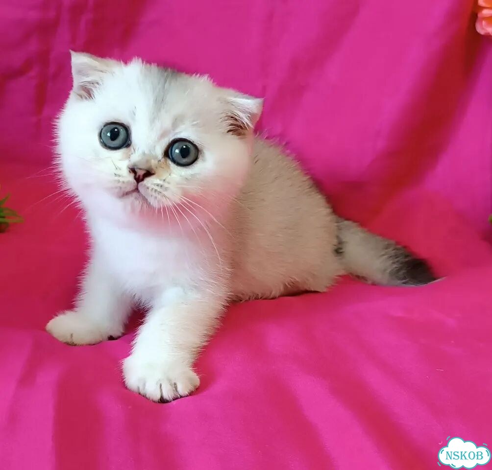 Шотландский вислоухий короткошёрстный котёнок фото 9