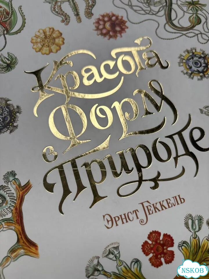 Красота форм в природе Геккель фото 5