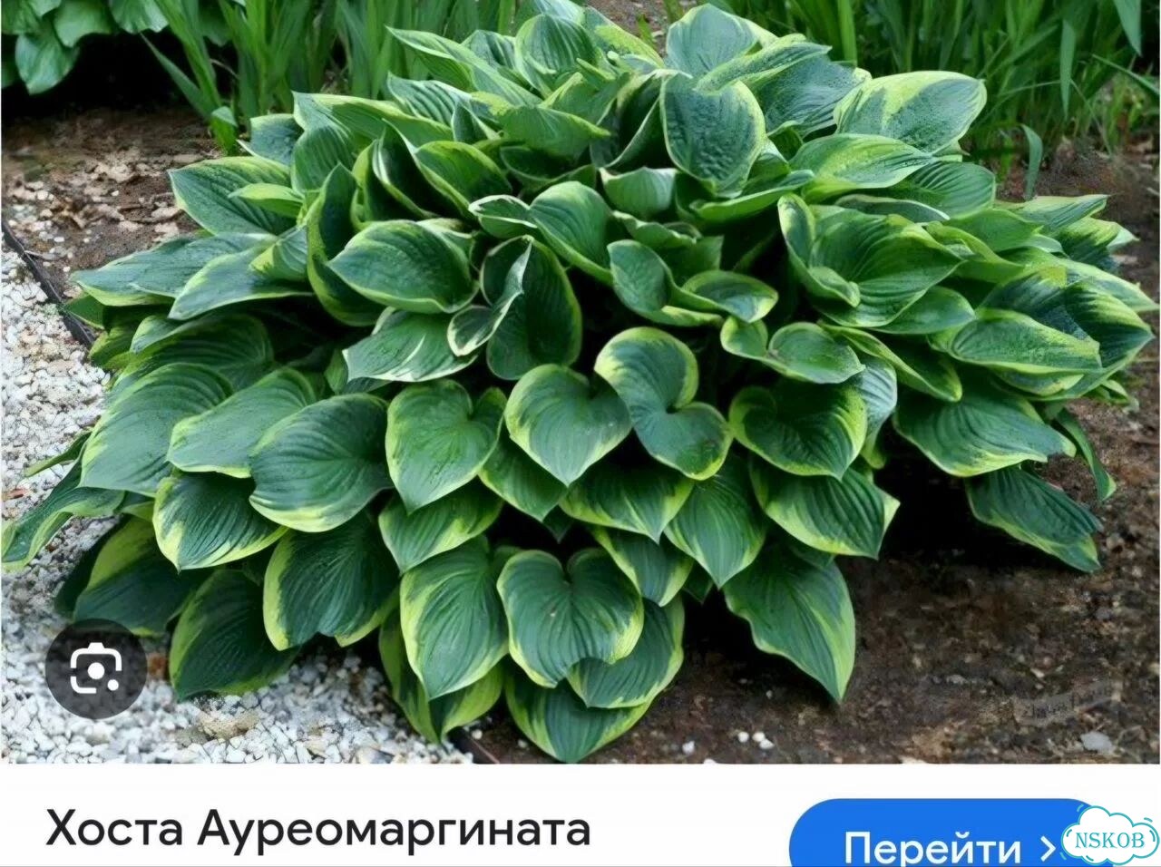 Хоста саженцы фото 2