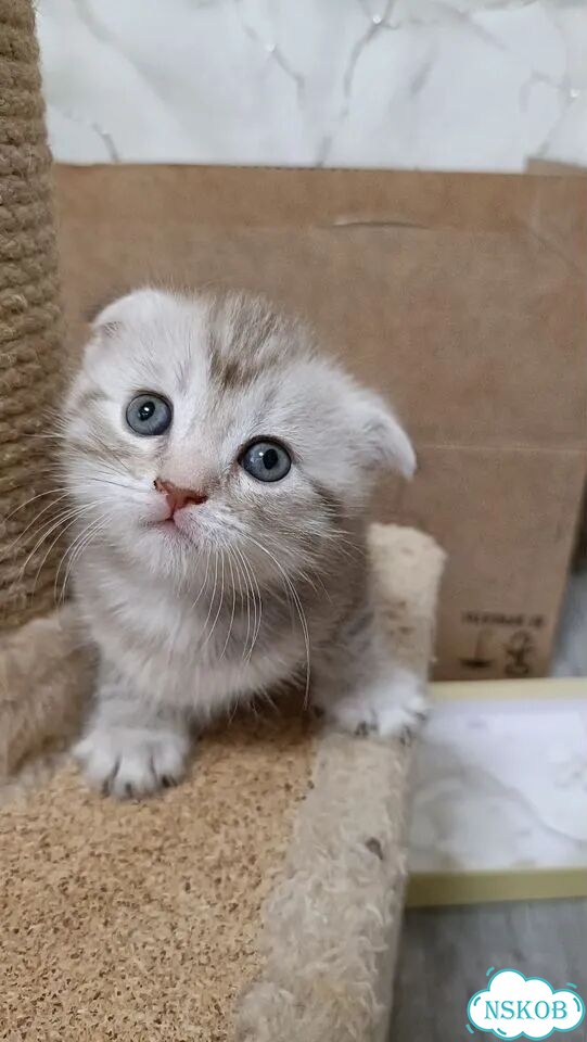 Шотландский вислоухий короткошёрстный котёнок фото 1