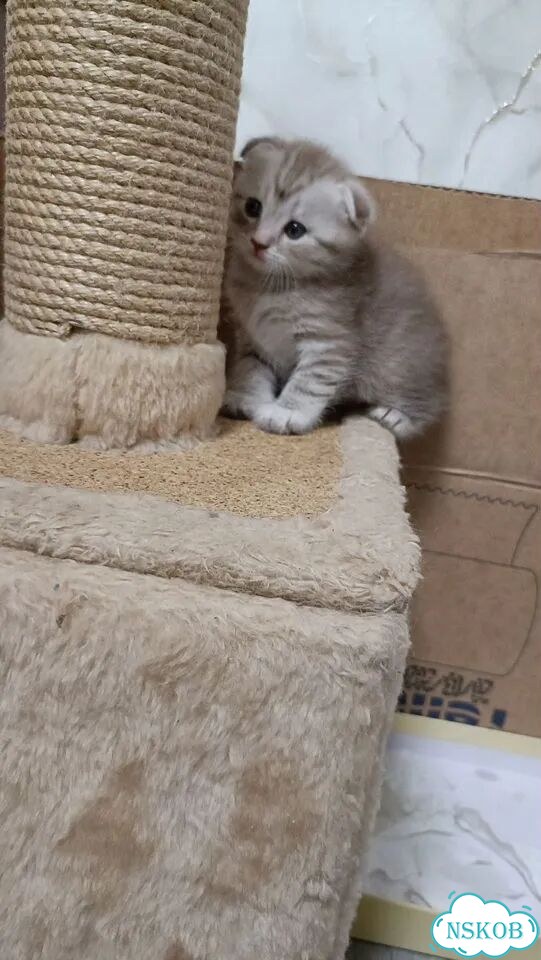Шотландский вислоухий короткошёрстный котёнок фото 2