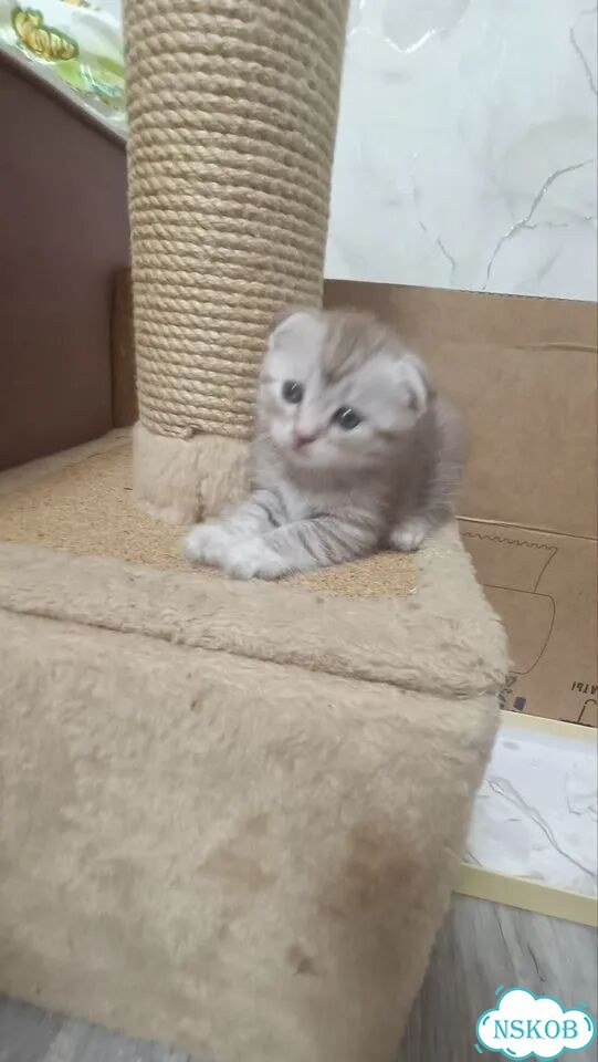 Шотландский вислоухий короткошёрстный котёнок фото 3