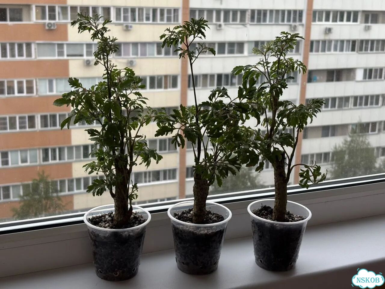 Полисциас Фрутикоза фото 1