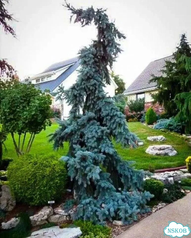 Ель Глаука Пендула фото 1