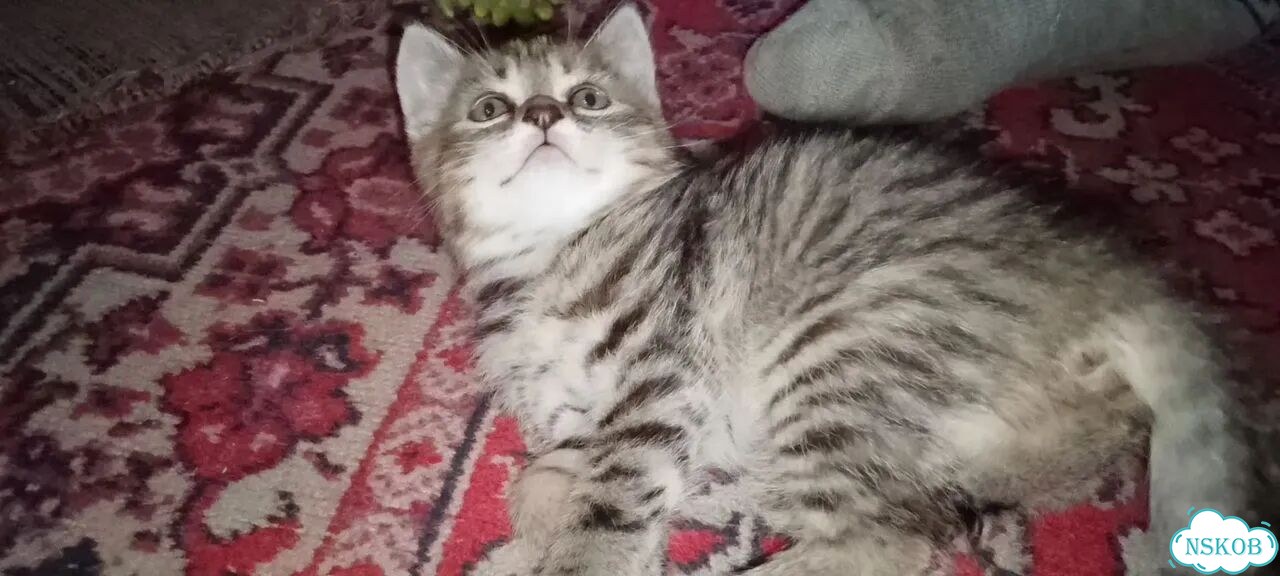 Котёнок в добрые руки фото 1