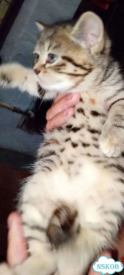 Котёнок в добрые руки фото 2