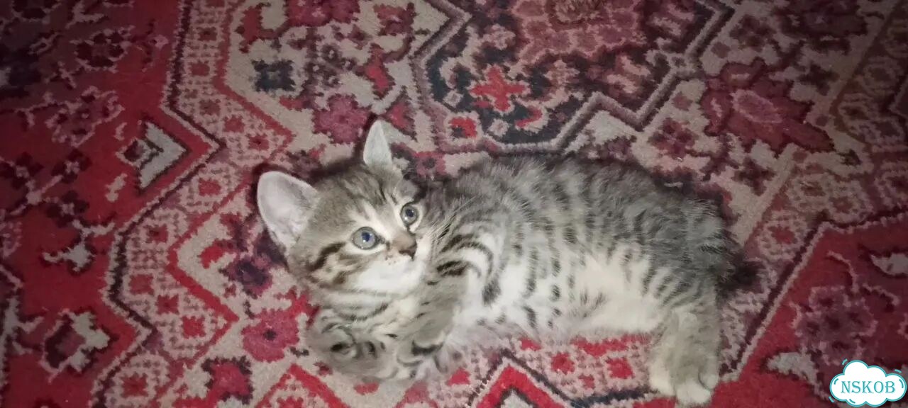 Котёнок в добрые руки фото 3