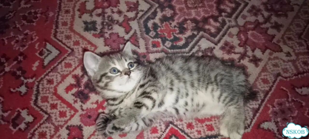 Котёнок в добрые руки фото 4