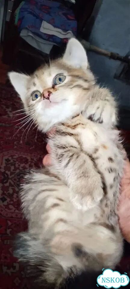 Котёнок в добрые руки фото 5