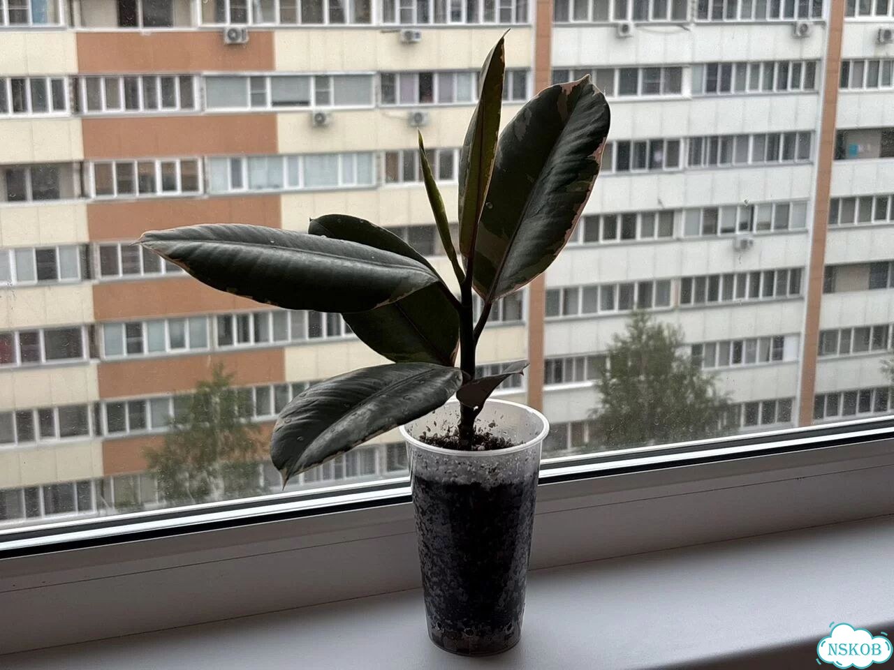 Фикус Эластика Белиз фото 1