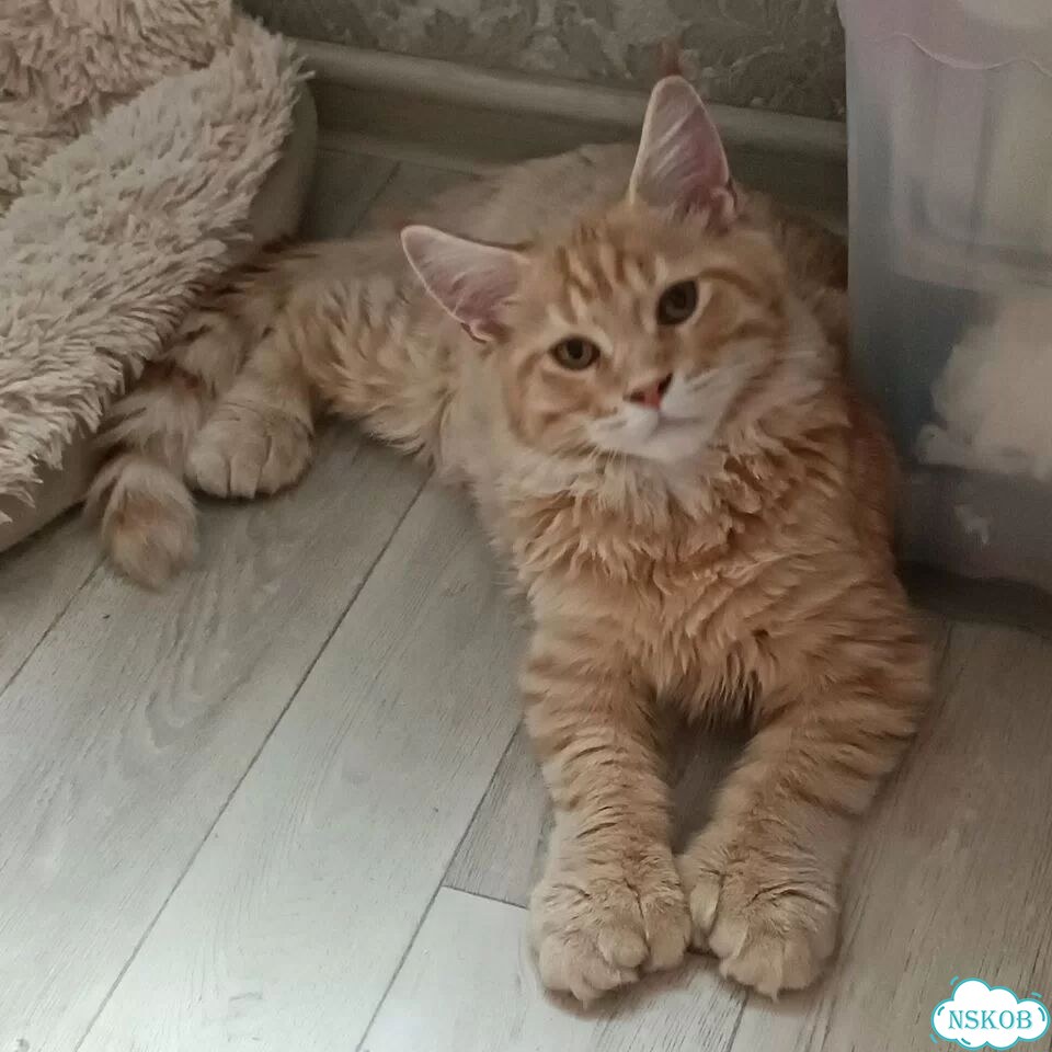Мейн-кун котёнок фото 1
