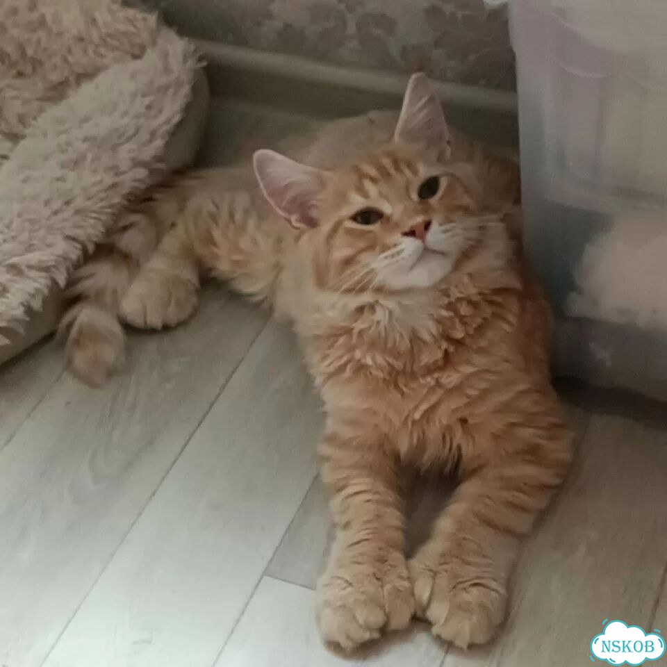Мейн-кун котёнок фото 2