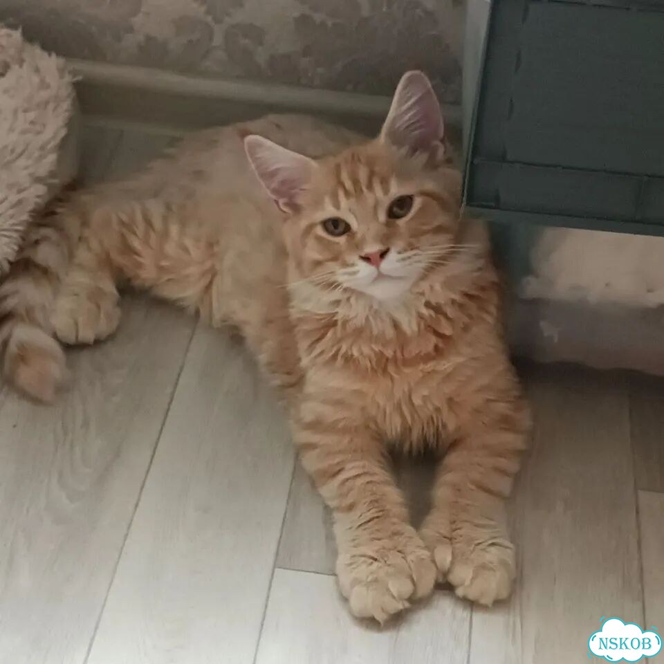Мейн-кун котёнок фото 3