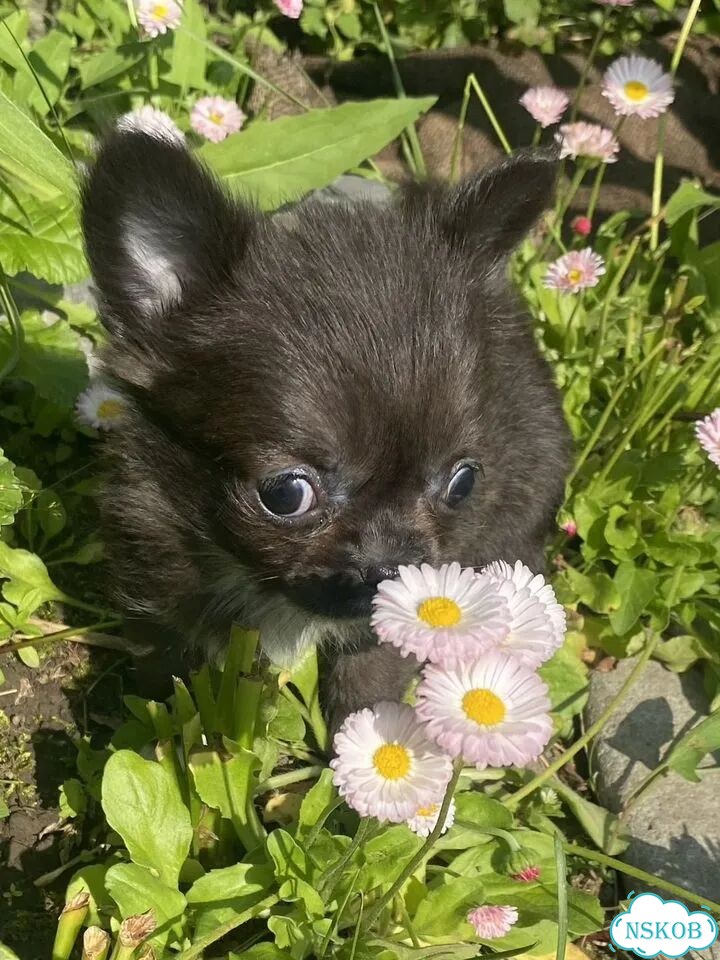 Чихуахуа, щенок фото 1