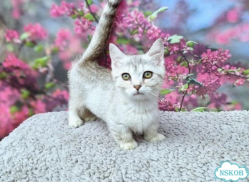 Манчкин котёнок фото 1