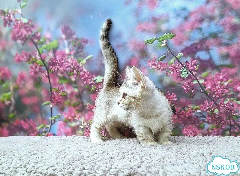 Манчкин котёнок фото 2