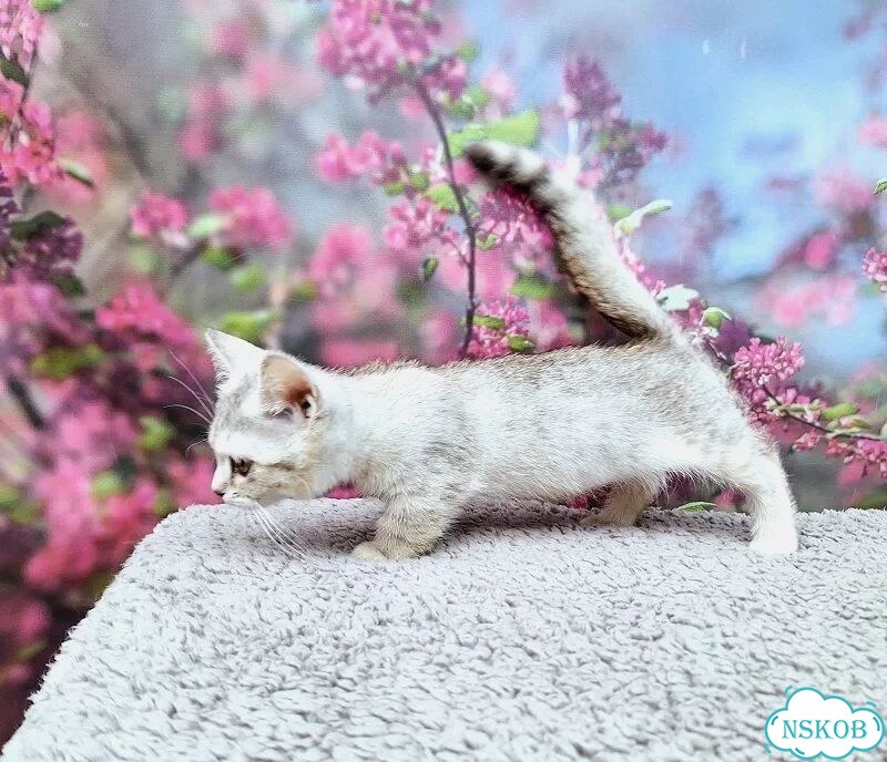 Манчкин котёнок фото 3