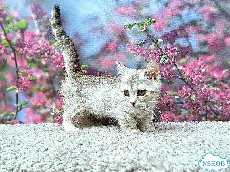 Манчкин котёнок фото 5