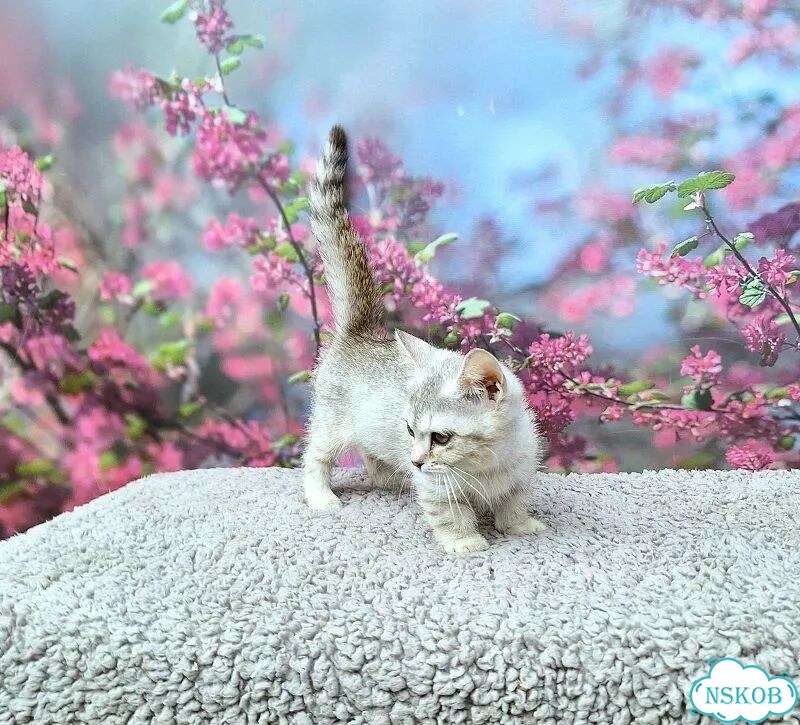 Манчкин котёнок фото 7